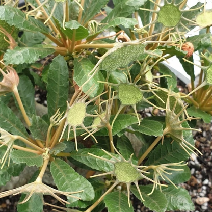 Dorstenia Foetida 130mm