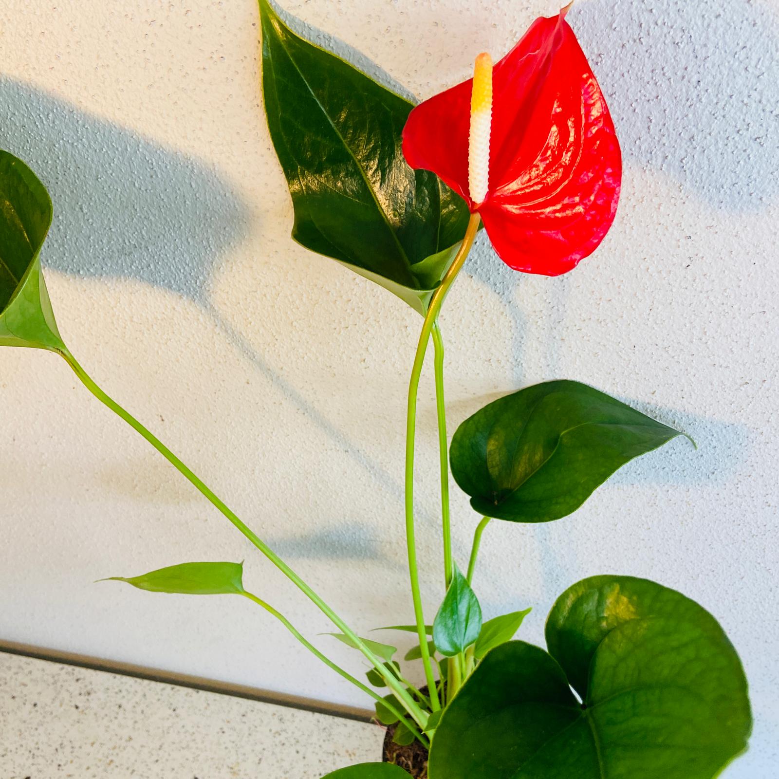 anthurium red victory Anthurium Red Victory 190mm – Succulents World