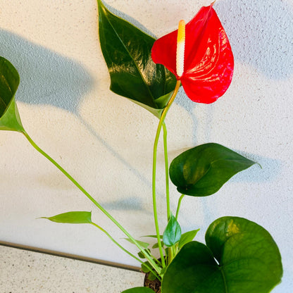 Anthurium Red Victory