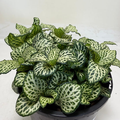 Buy Fittonia Snow Anne | Easy Care Houseplant|100mm