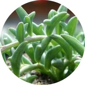 Senecio Peregrinus Dolphin Necklace