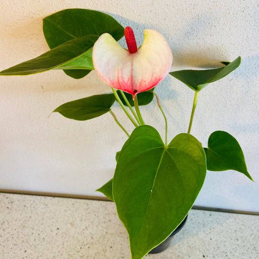 Anthurium Princess Amalia Elegance