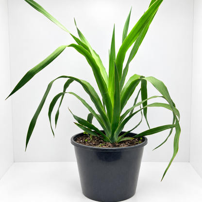 Dracaena marginata ‘Dragon Tree’ – Easy-Care Indoor Plant Succulents World