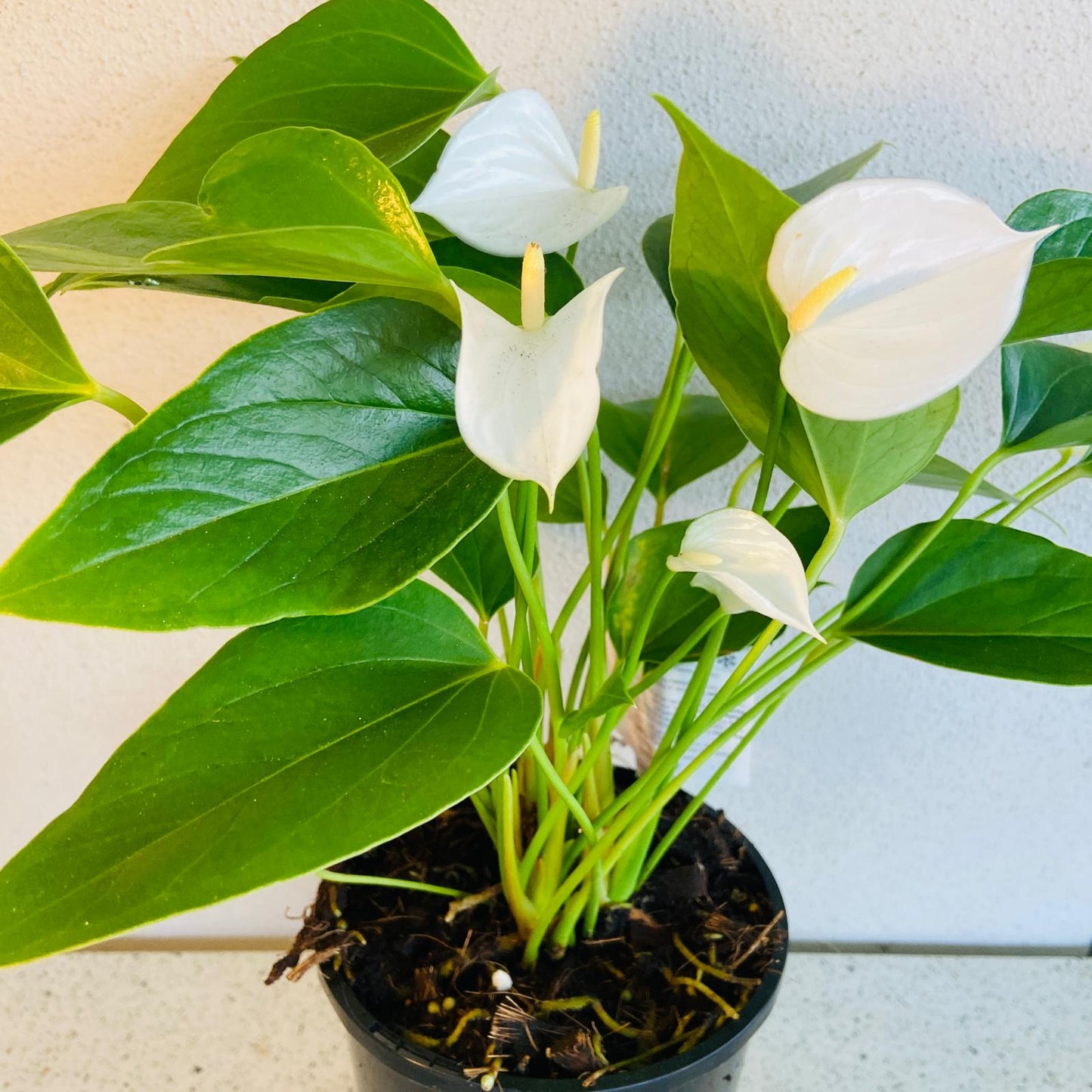 Anthurium White