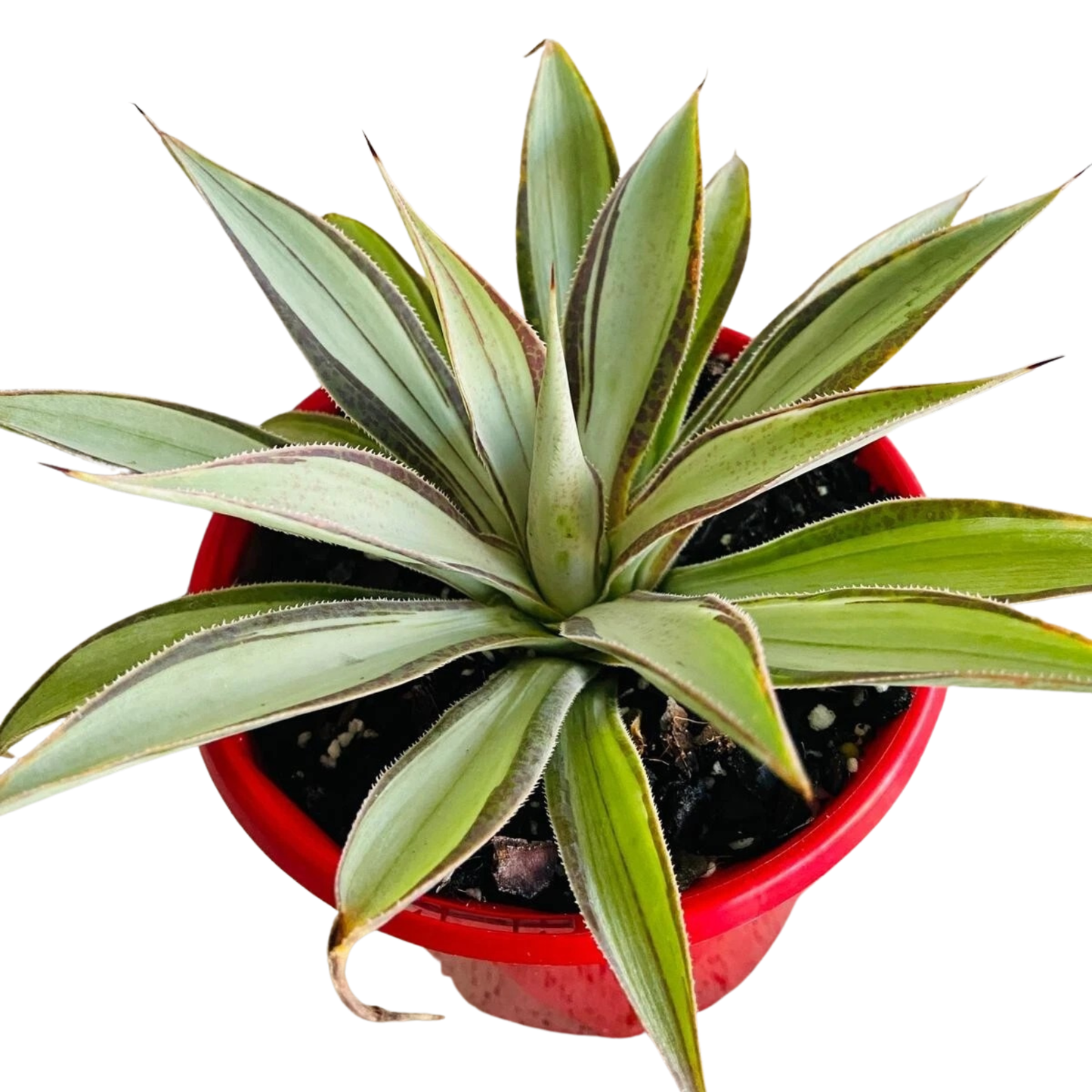 Agave Moonbeam