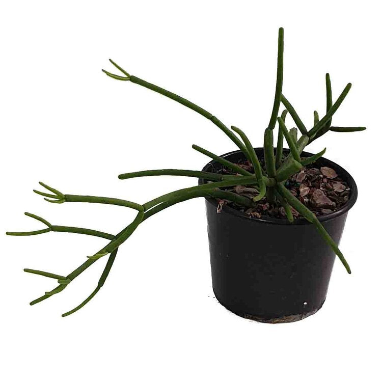 Rhipsalis- 'Grandiflora'