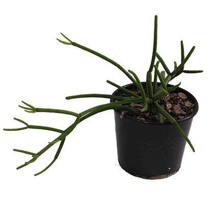 Rhipsalis- 'Grandiflora'