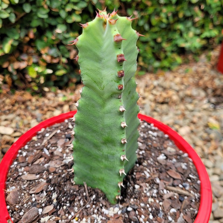 Euphorbia Resinifera – Succulents World