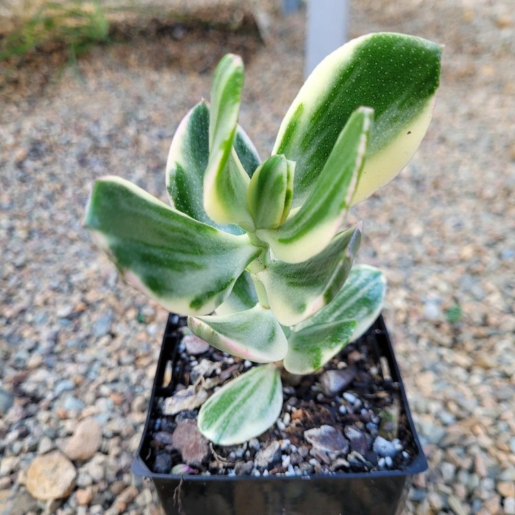 Crassula Ovata 'Lemon and Lime'