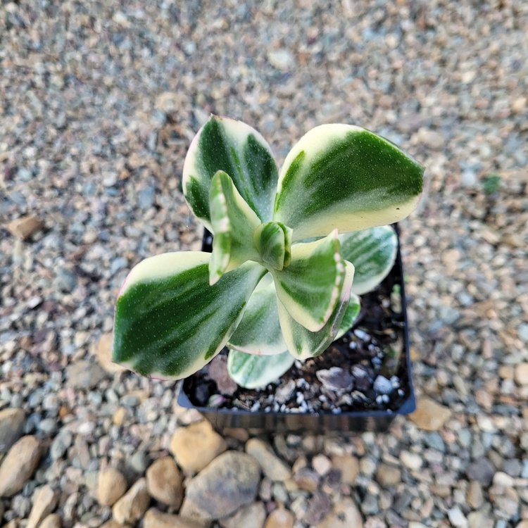 Crassula Ovata 'Lemon and Lime'