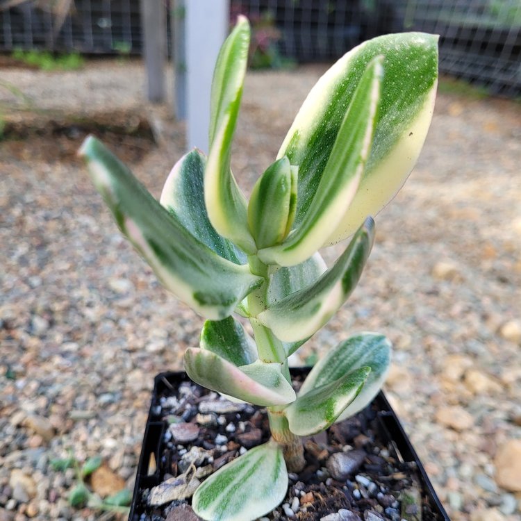 Crassula Ovata 'Lemon and Lime'