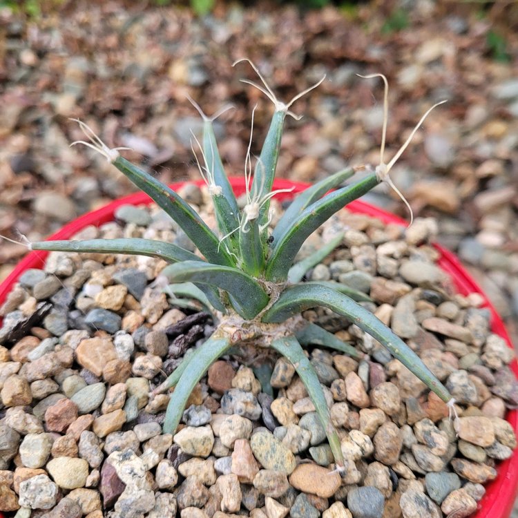 Agave - Leuchtenbergia Principipis