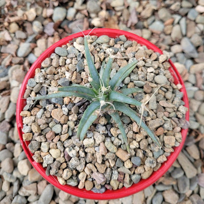 Agave - Leuchtenbergia Principipis