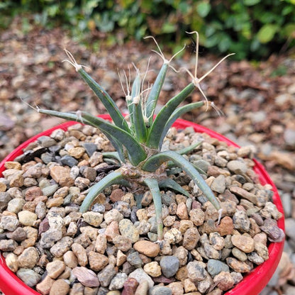 Agave - Leuchtenbergia Principipis