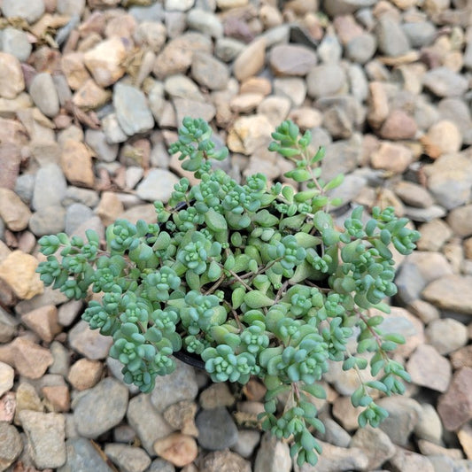 Sedum Dasyphyllum- Lilac Mound