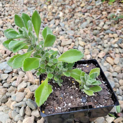 Plectranthus Caninus Compact-Tomentosa 'Vicks Plant'