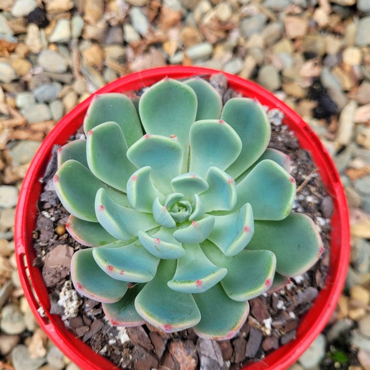 Echeveria Shichifuku Bini