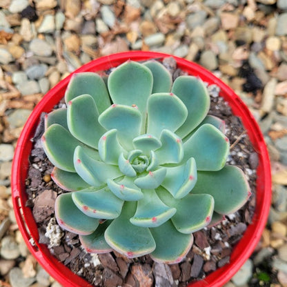 Echeveria Shichifuku Bini