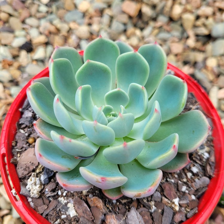 Echeveria Shichifuku Bini