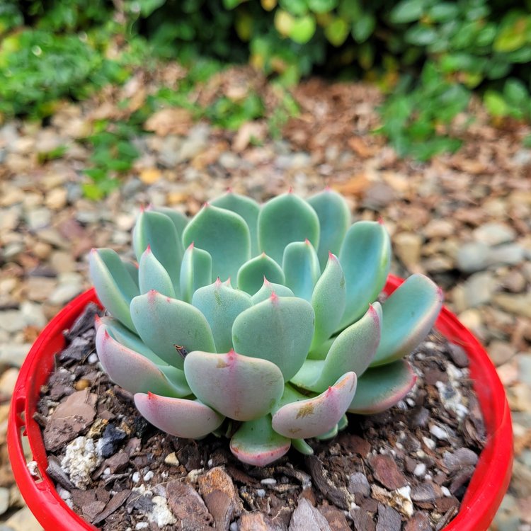 Echeveria Shichifuku Bini