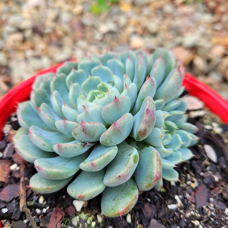 Echeveria Vincent Cato