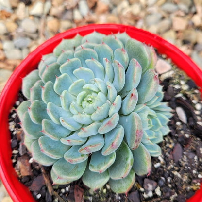 Echeveria Vincent Cato