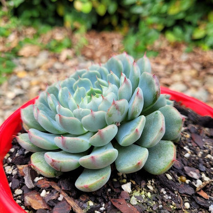 Echeveria Vincent Cato