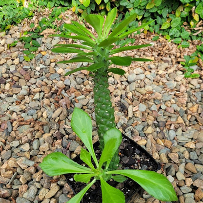 Monadenium Stapleformis