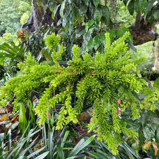 Rhipsalis Mesembryanthemoides