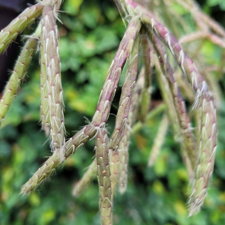 Rhipsalis Pilocarpus