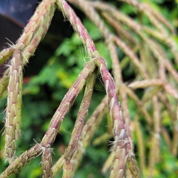 Rhipsalis Pilocarpus