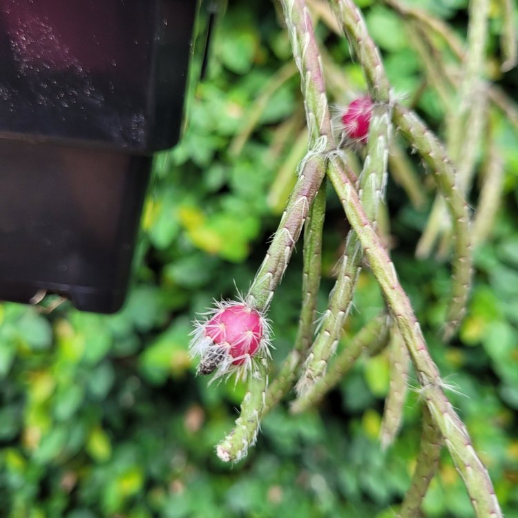 Rhipsalis Pilocarpus