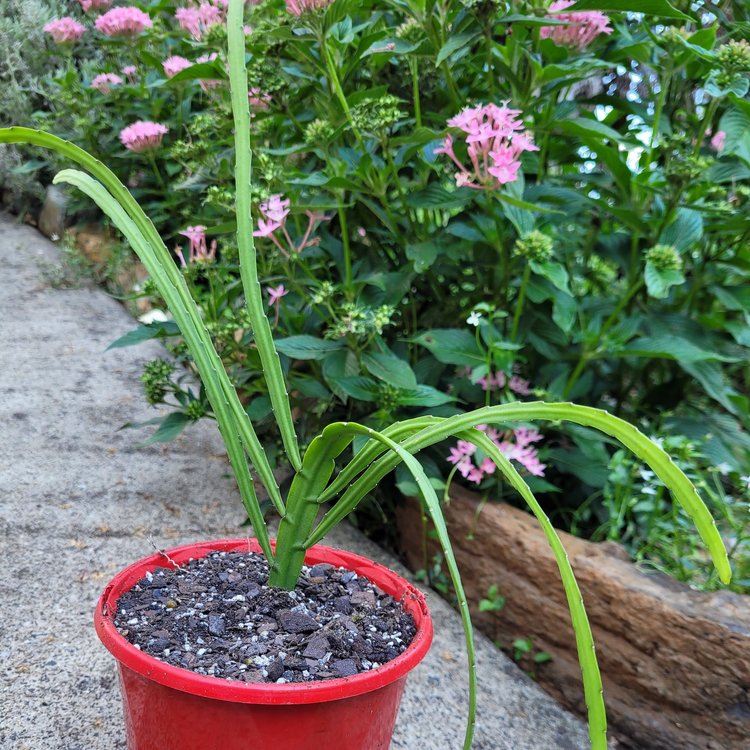 Rhipsalis Bolivianum