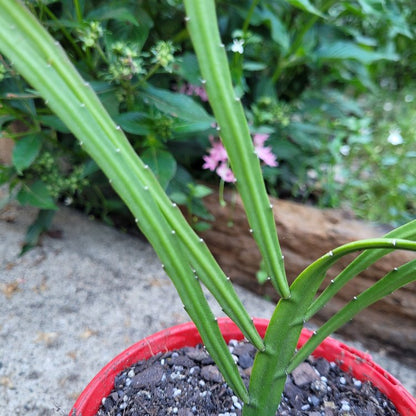 Rhipsalis Bolivianum