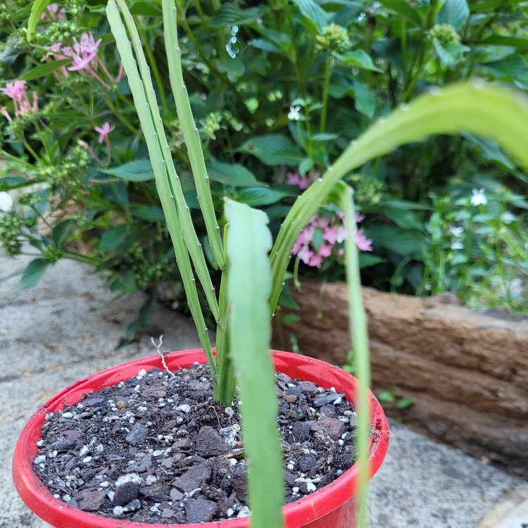 Rhipsalis Bolivianum