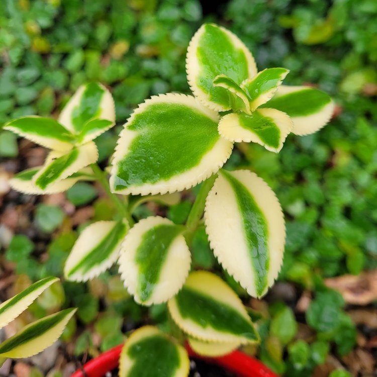 Crassula Sarmentosa 'Comet'