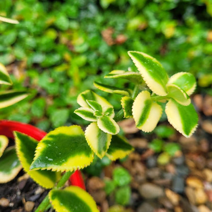 Crassula Sarmentosa 'Comet'