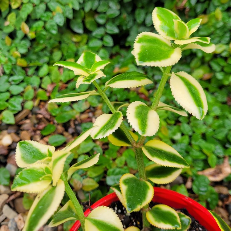 Crassula Sarmentosa 'Comet'