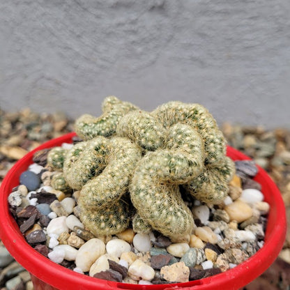 types of brain cactus Mammillaria “Brain” – Unique Brain-Like Cactus