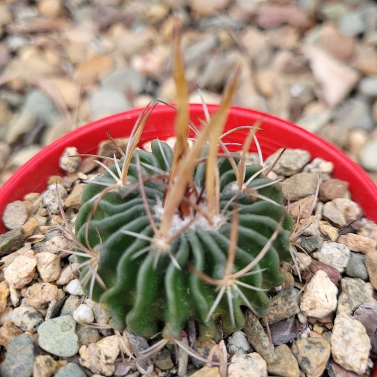 Cacti- Stenocactus