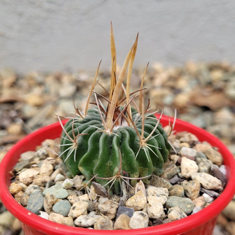 Cacti- Stenocactus