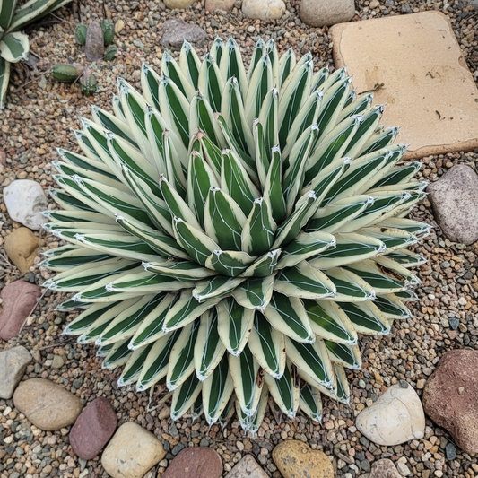 Agave White Rhino 100mm plant with Pot