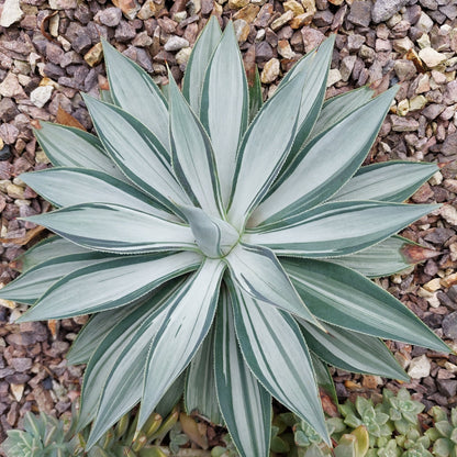 Agave Moonbeam