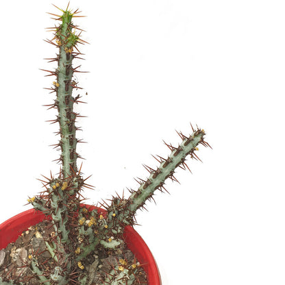Euphorbia Aeruginosa 'Miniature Saguaro'