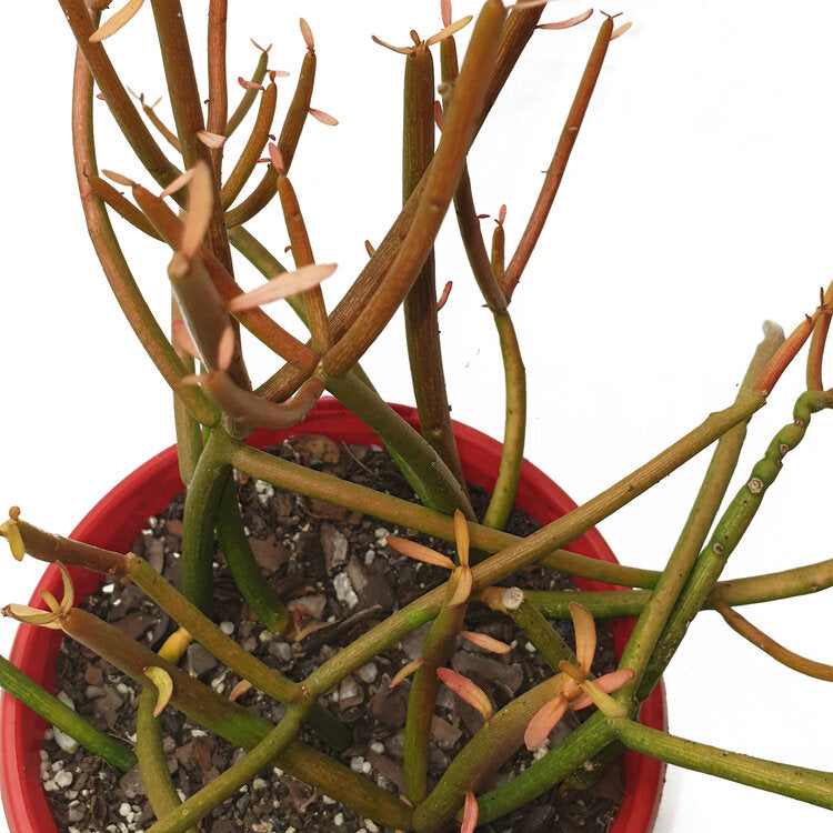 Euphorbia 'Tirucalli' Firesticks