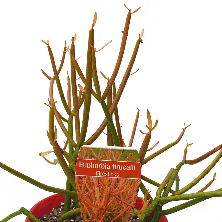 Euphorbia 'Tirucalli' Firesticks