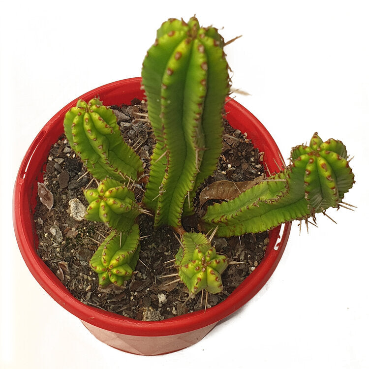 Euphorbia Handiensis