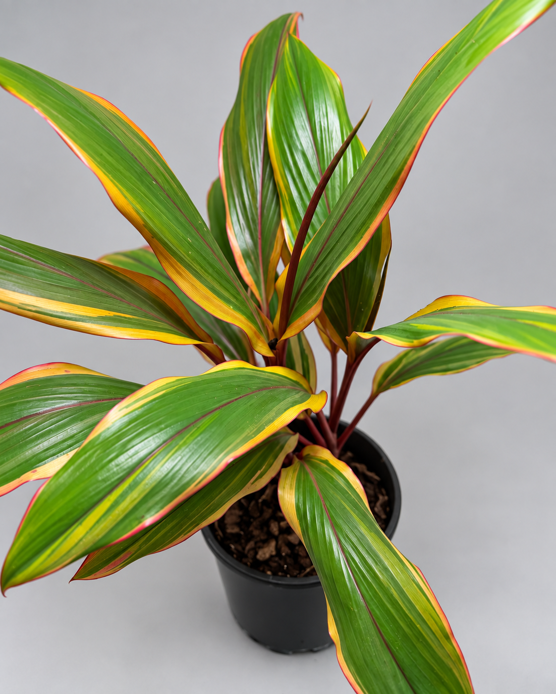 Cordyline fruticosa ‘Early Morning Diamond’ – Colourful Tropical Plant Succulents World