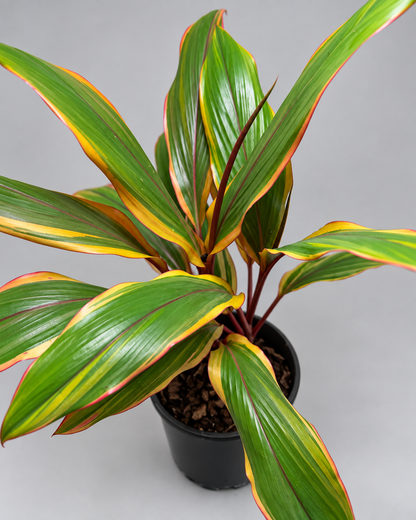 Cordyline fruticosa ‘Early Morning Diamond’ – Colourful Tropical Plant Succulents World