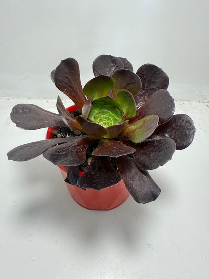 Semponium ‘Destiny’ – Stunning Colorful Rosette Succulent |130mm